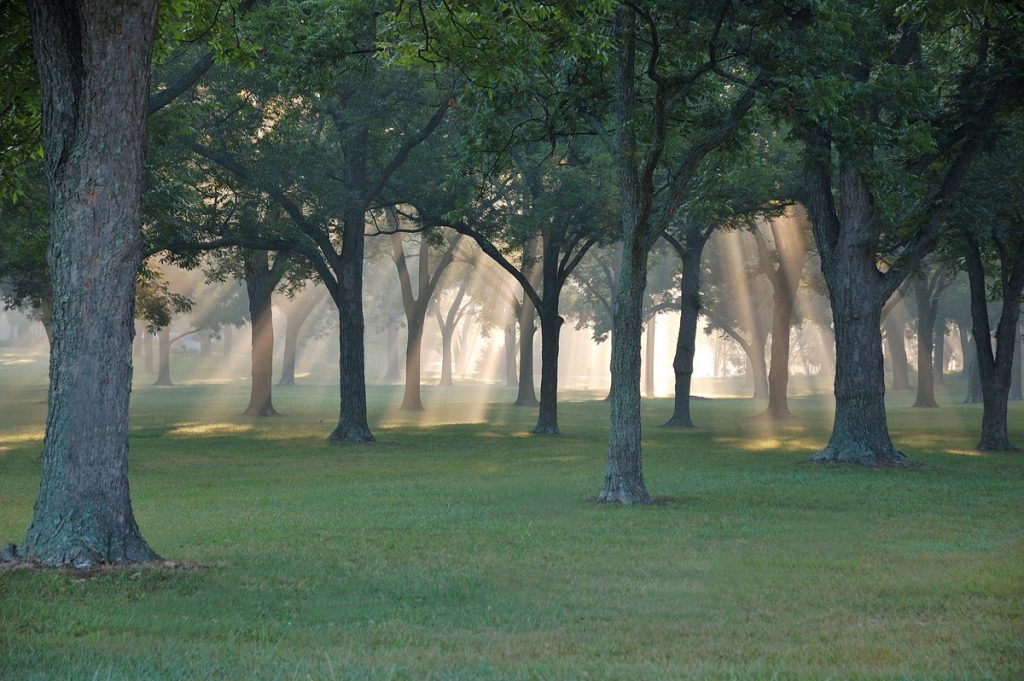 Pecan-Grove-1200x600
