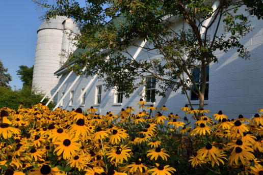 Barn with sunflowers